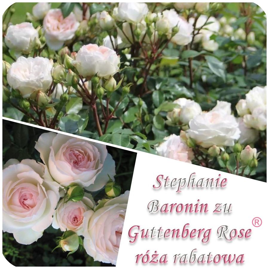 STEPHANIE BARONIN ZU GUTTENBERG ROSE róża rabatowa kol